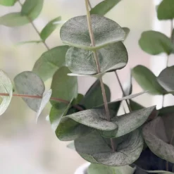 Eucalyptus & Manhattan veggvase, gull