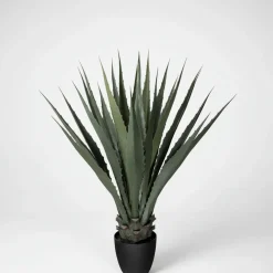 Mr. Plant agave