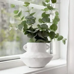 Mr. Plant Eucalyptus 60 cm