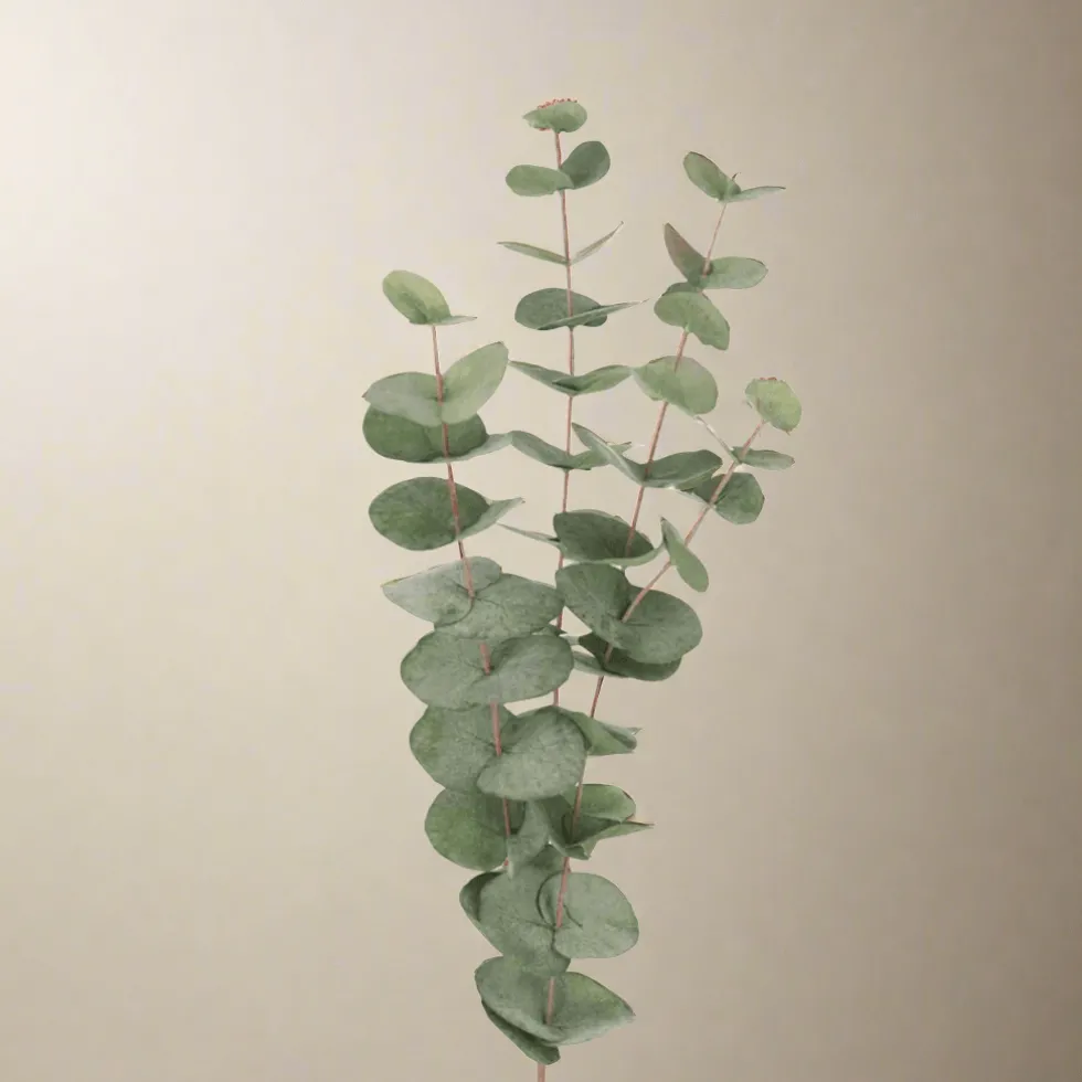 Mr. Plant Eucalyptus 60 cm