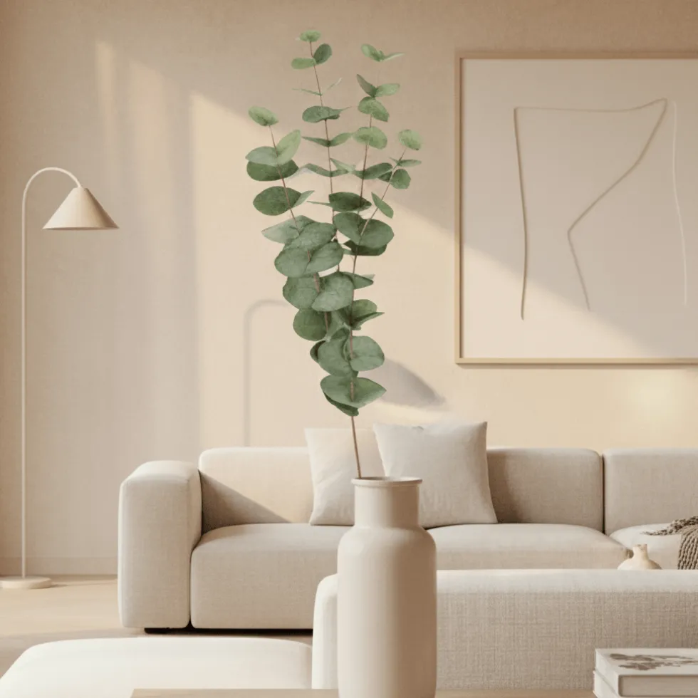 Mr. Plant Eucalyptus 60 cm