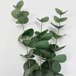 Mr. Plant Eucalyptus 60 cm