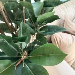 Mr. Plant Fikus Robusta 180 cm