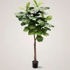 Mr. Plant Fiolfikus 30 cm
