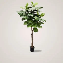 Mr. Plant Fiolfikus 30 cm