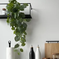 Mr. Plant Fittonia, 50 cm