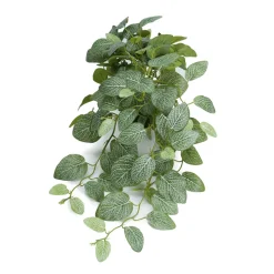 Mr. Plant Fittonia, 50 cm