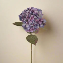 Mr. Plant Hortensia blå/lilla, 65 cm