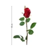Mr. Plant rose