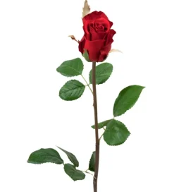 Mr. Plant rose