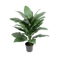 Mr. Plant Spathiphyllum 105 cm