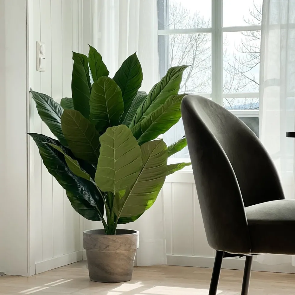 Mr. Plant Spathiphyllum 105 cm